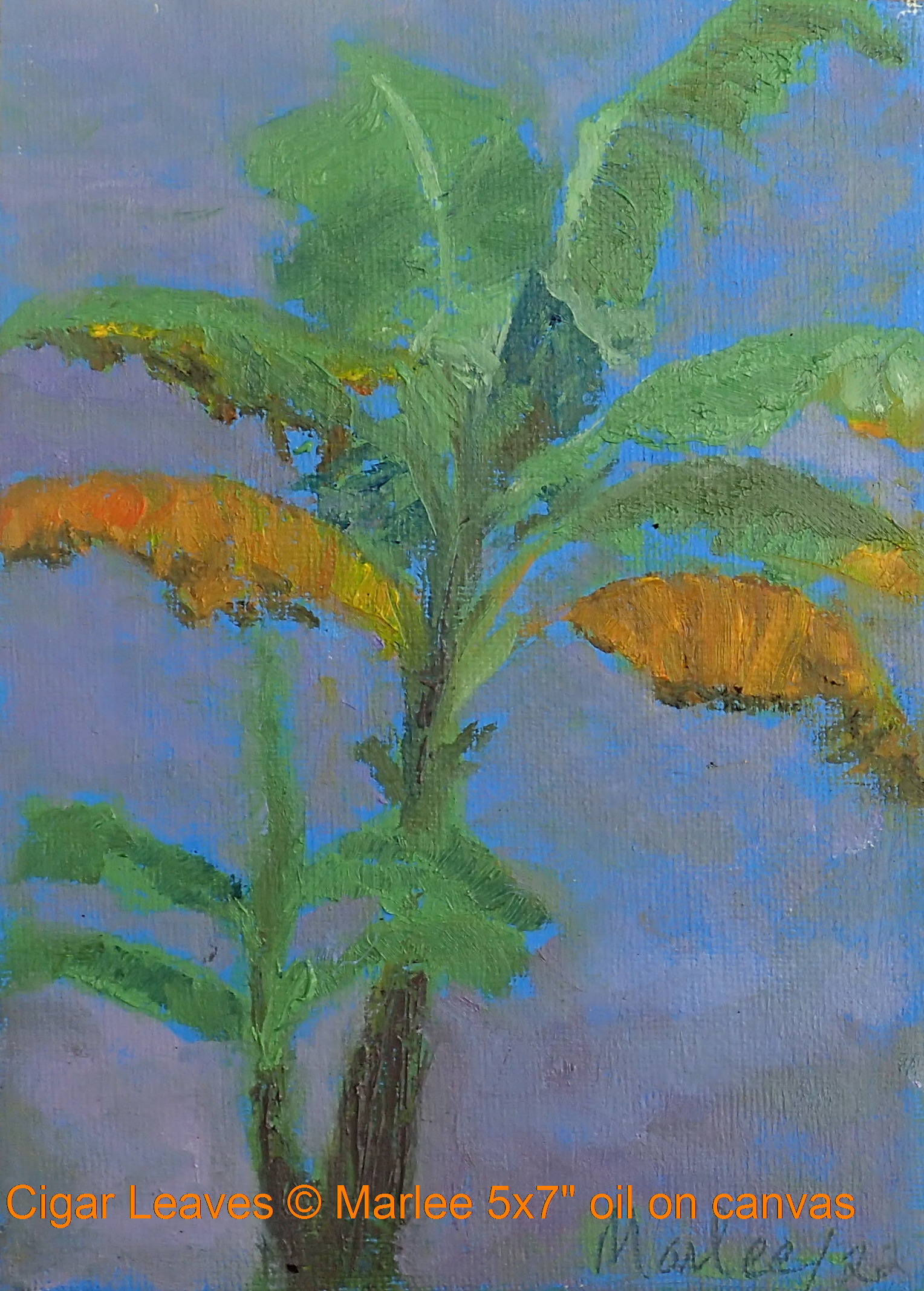 Canvas over wood 5x7 inch oil painting of the banana plant after weathering the storms of winter. 